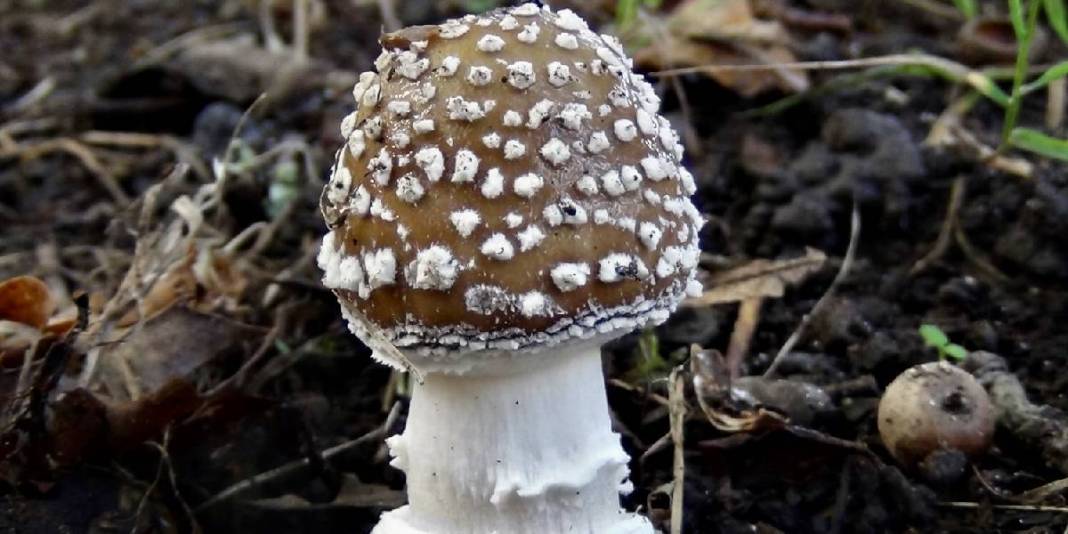 Ormandan mantar toplayanlar dikkat! Türkiye'deki zehirli mantarları ayırt etmenin altın kuralı ortaya çıktı 4